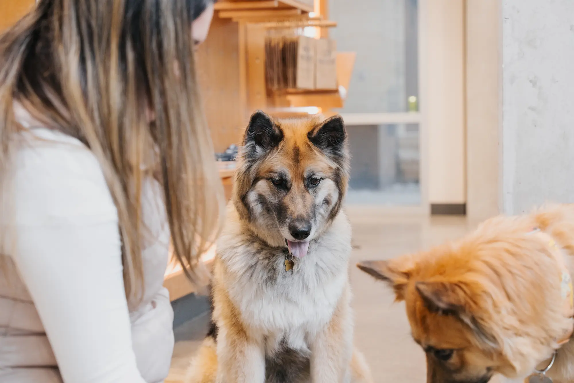 A Sploot vet gently examining a dog during a diagnostic visit